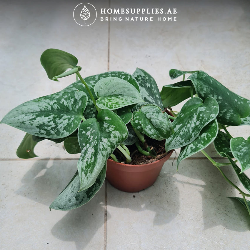 Money Plant Silver Satin