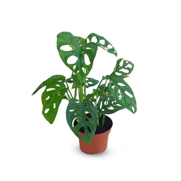 Monstera Adansonii