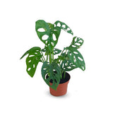 Monstera Adansonii