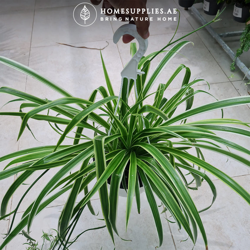 Ocean Spider Plant Hanging