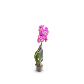 Orchid