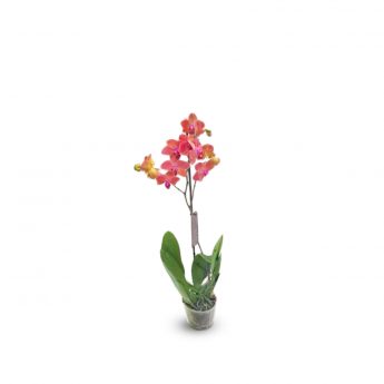 Orchid