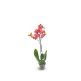 Orchid