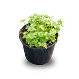 Parsley