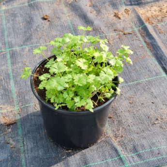 Parsley