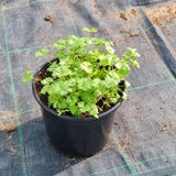 Parsley