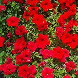 Petunias 25 Plants