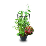 Rangoon Creeper