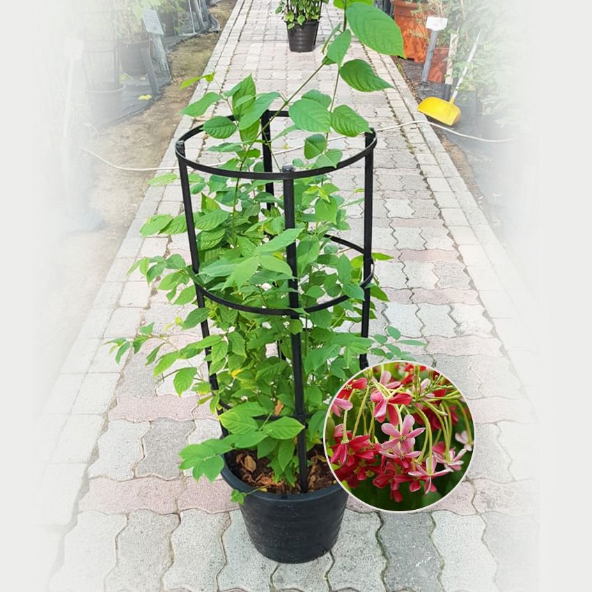 Rangoon Creeper