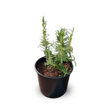Rosemary