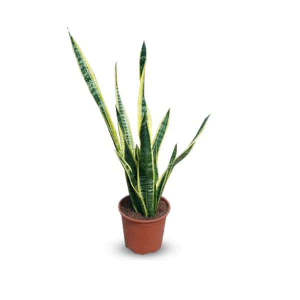 Sansevieria