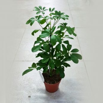 Schefflera