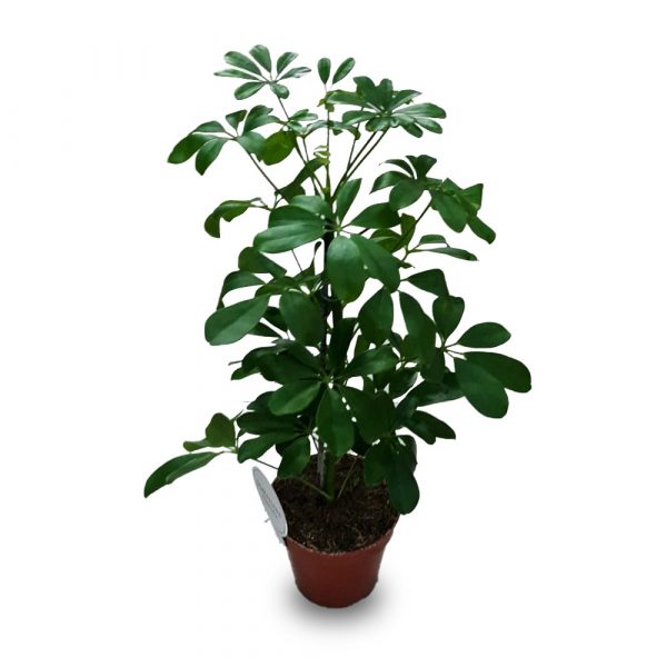 Schefflera