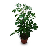 Schefflera