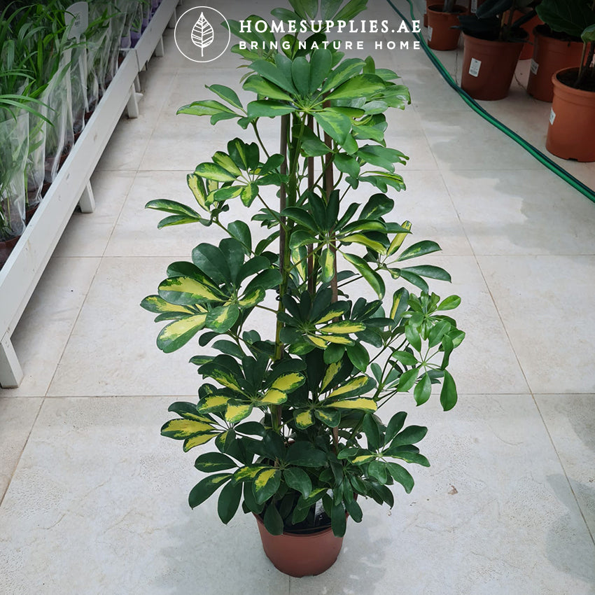 Schefflera Variegated
