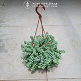 Sedum Burrito