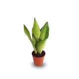 Sansevieria Moonshine