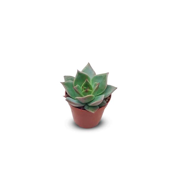 Succulents