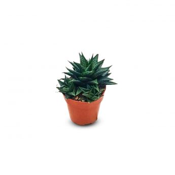 Succulents