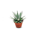 Succulents