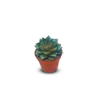 Succulents