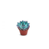 Succulents