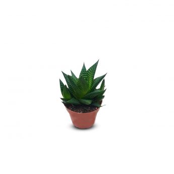 Succulents