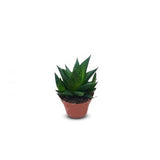 Succulents