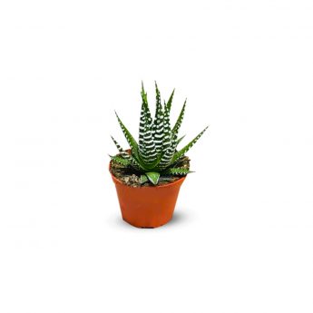 Succulents