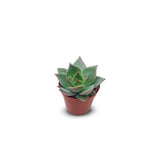 Succulents