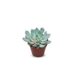 Succulents