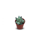 Succulents
