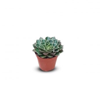 Succulents