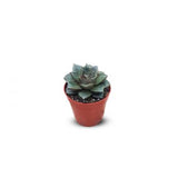 Succulents