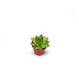 Succulents
