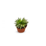 Succulents