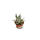 Succulents