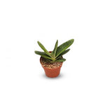 Succulents