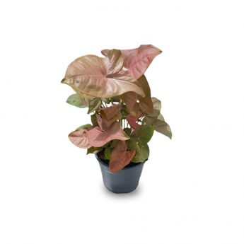 Syngonium Pink