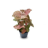 Syngonium Pink