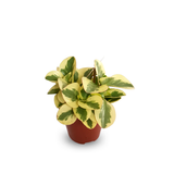 Variegated Peperomia