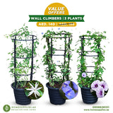 Wall Climbers 3 Plants