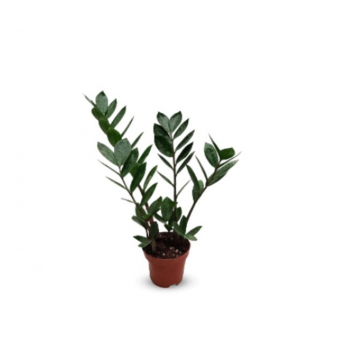 Zamia Indoor