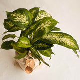 Seguine Dieffenbachia