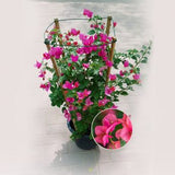 Bougainvillea Pink