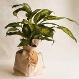 Seguine Dieffenbachia