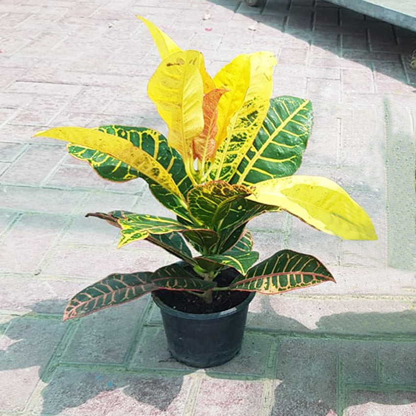 Croton Outdoor