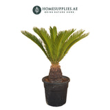 Cycas Revoluta