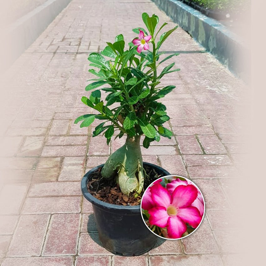 Desert Rose Bonsai