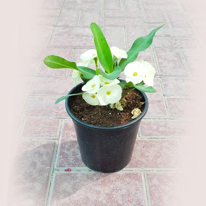 Euphorbia